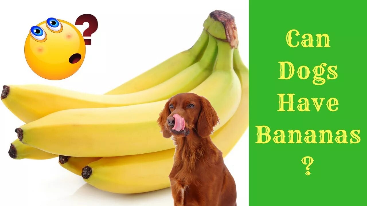 Можно собакам давать бананы. Собака банан. Собака и фрукты. Собачий банан. Корм для собак с бананом.