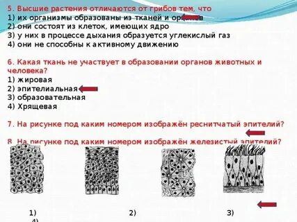 Модель какая ткань