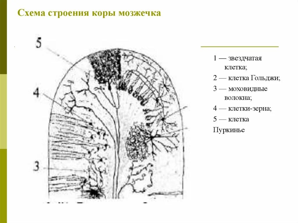 Какое строение коры. Строение коры мозжечка. схема строения коры. строение мозжечка схема. клетки зерна коры мозжечка.