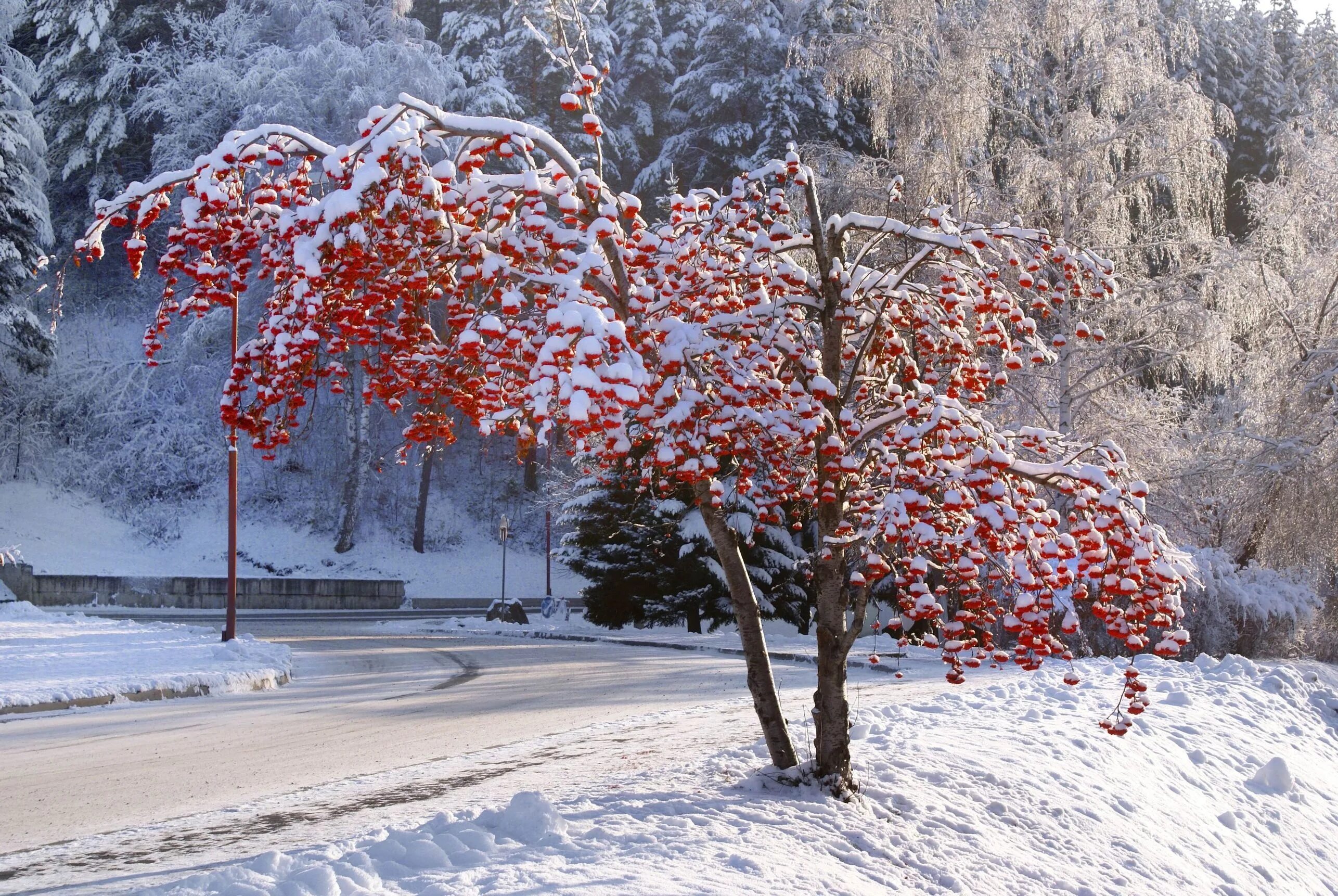 Дерево растет зимой. Рябина обыкновенная Пендула. Калина красная Белокуриха. Рябина Саржента. Рябина в снегу.