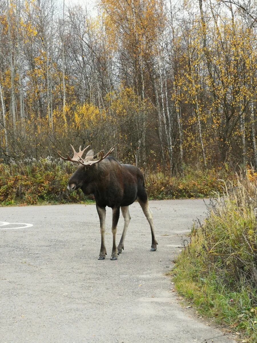 парк лосей. лосиный остров национальный парк. парк лосиный остров лоси. национальный парк лосиный остров лосиная биостанция. лосиный остров национальный парк зимой.