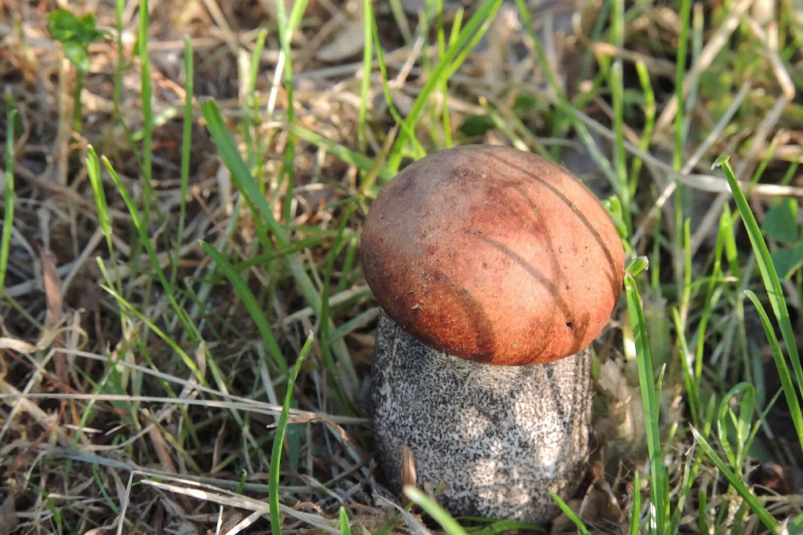 Самые ранние грибы. Гриб болотник. Вербовик гриб. Boletinus paluster. Ранние грибы.