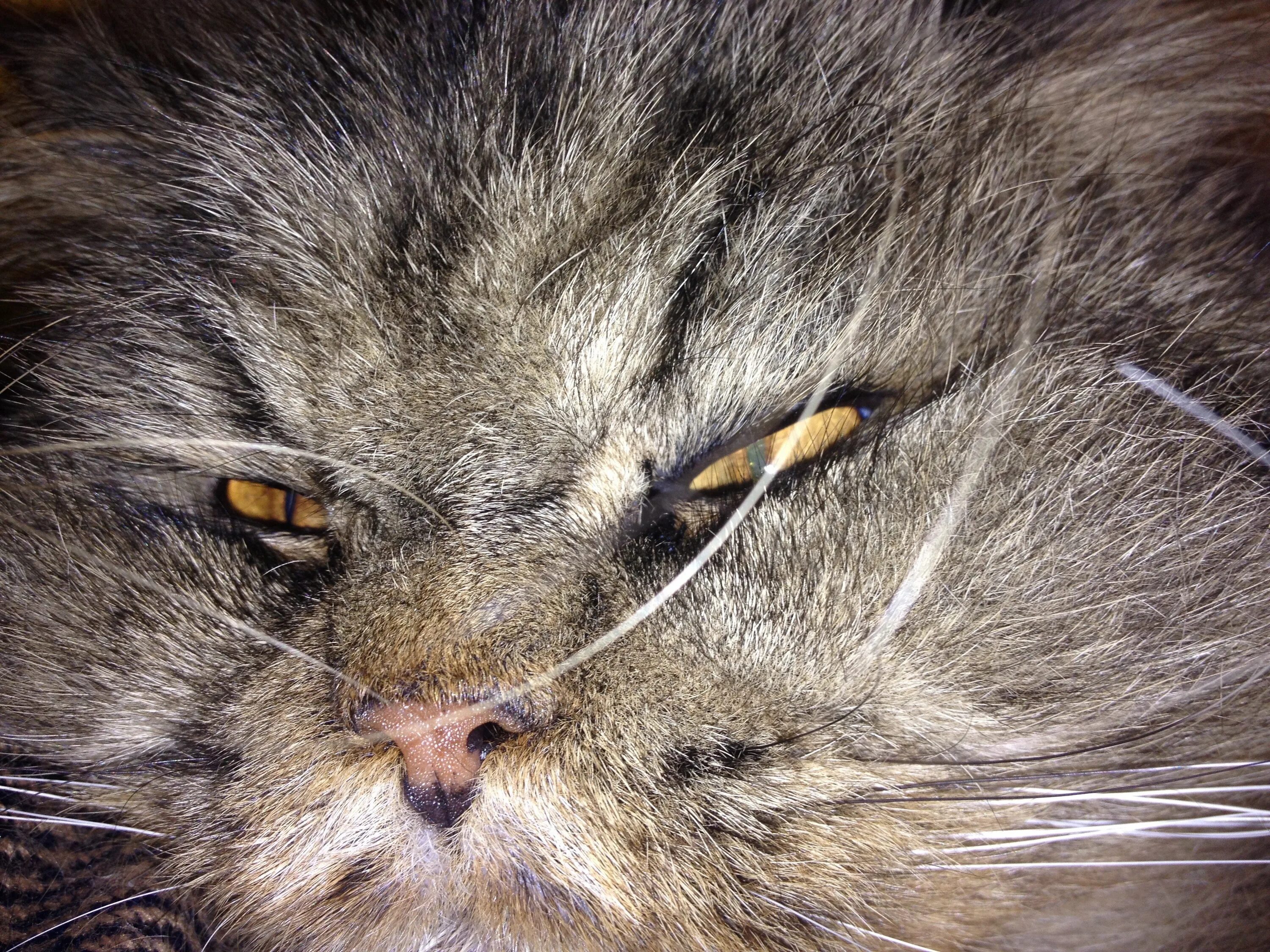 Сонная морда. Кошачья шерсть фон. Сон шерсть кошки. Заспанная кошка. Кошачий нос.