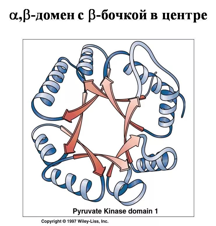 Доменная структура белков. Доменная организация белковых молекул. Домены в белках. Доменная структура белка.