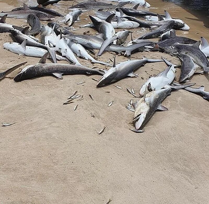 Есть ли акулы в египте. Мертвая акула на берегу.