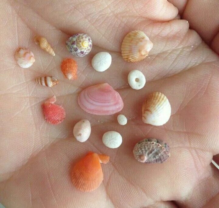 Sells seashells. Собирать ракушки. Серьги Ракушка. Коллекция море. Как собирать ракушки.