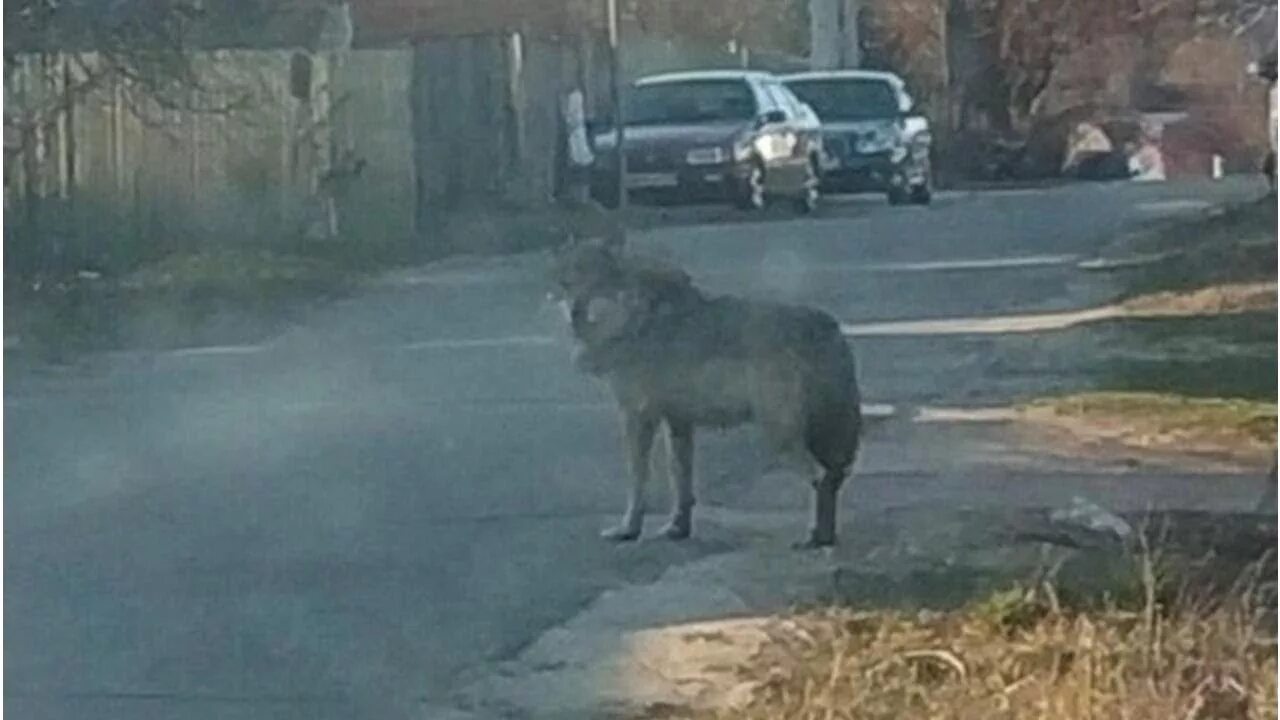 Нападение на подмосковье сегодня. Волки в населенных пунктах.