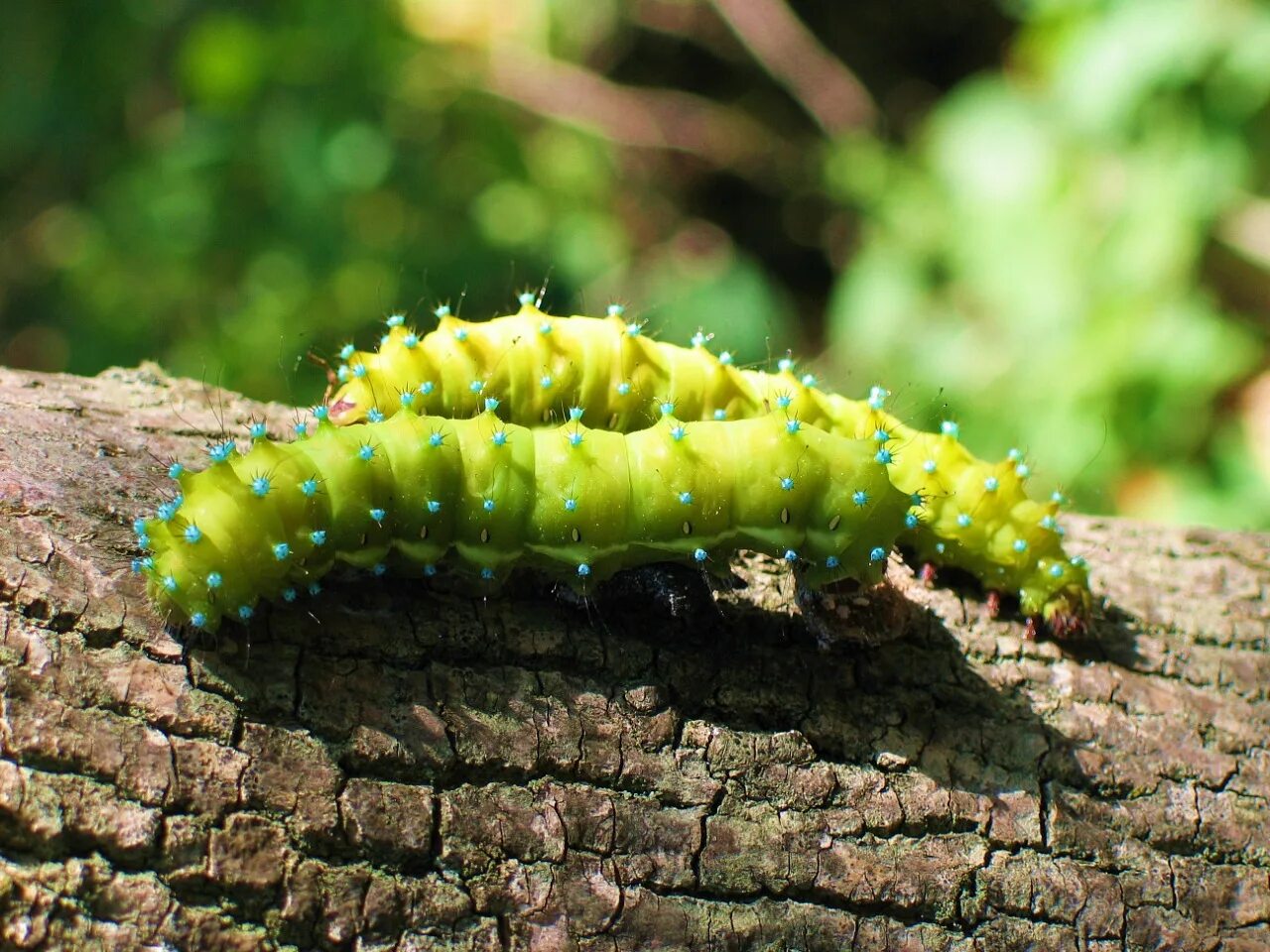 Гусеница эпикопея. Зеленая гусеница капустница. Сосновый бражник гусеница. Гусеница бабочки махаон. Зимняя пяденица гусеница.