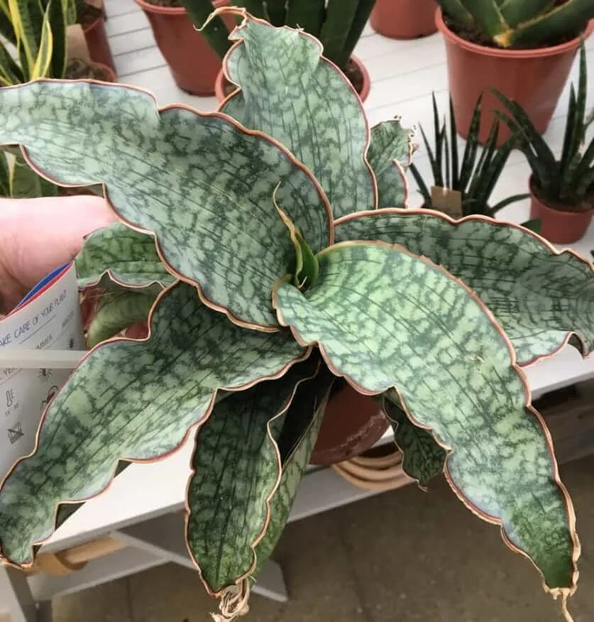 Сансевиерия kirkii silver blue. Сансевиерия сильвер блю. Сансевиерия сильвер блю кирка. Сансевиерия kirkii silver blue. Сансевиерия сильвер блю кирка.