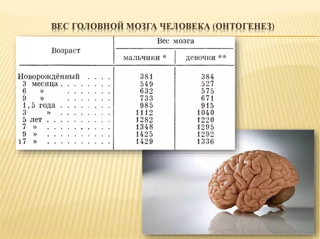 Мозгов рост вес