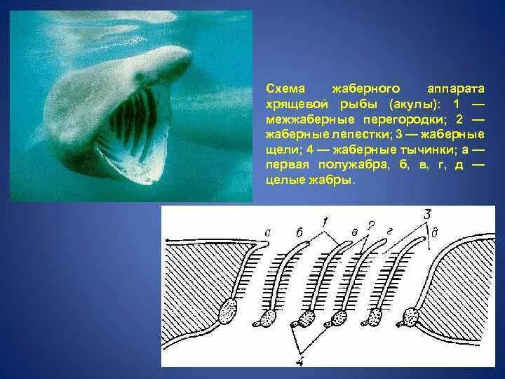 Дыхательная система костных и хрящевых рыб. Органы дыхания хрящевых. Брызгальца у хрящевых рыб. Строение жабр у хрящевых рыб. Органы дыхания хрящевых.