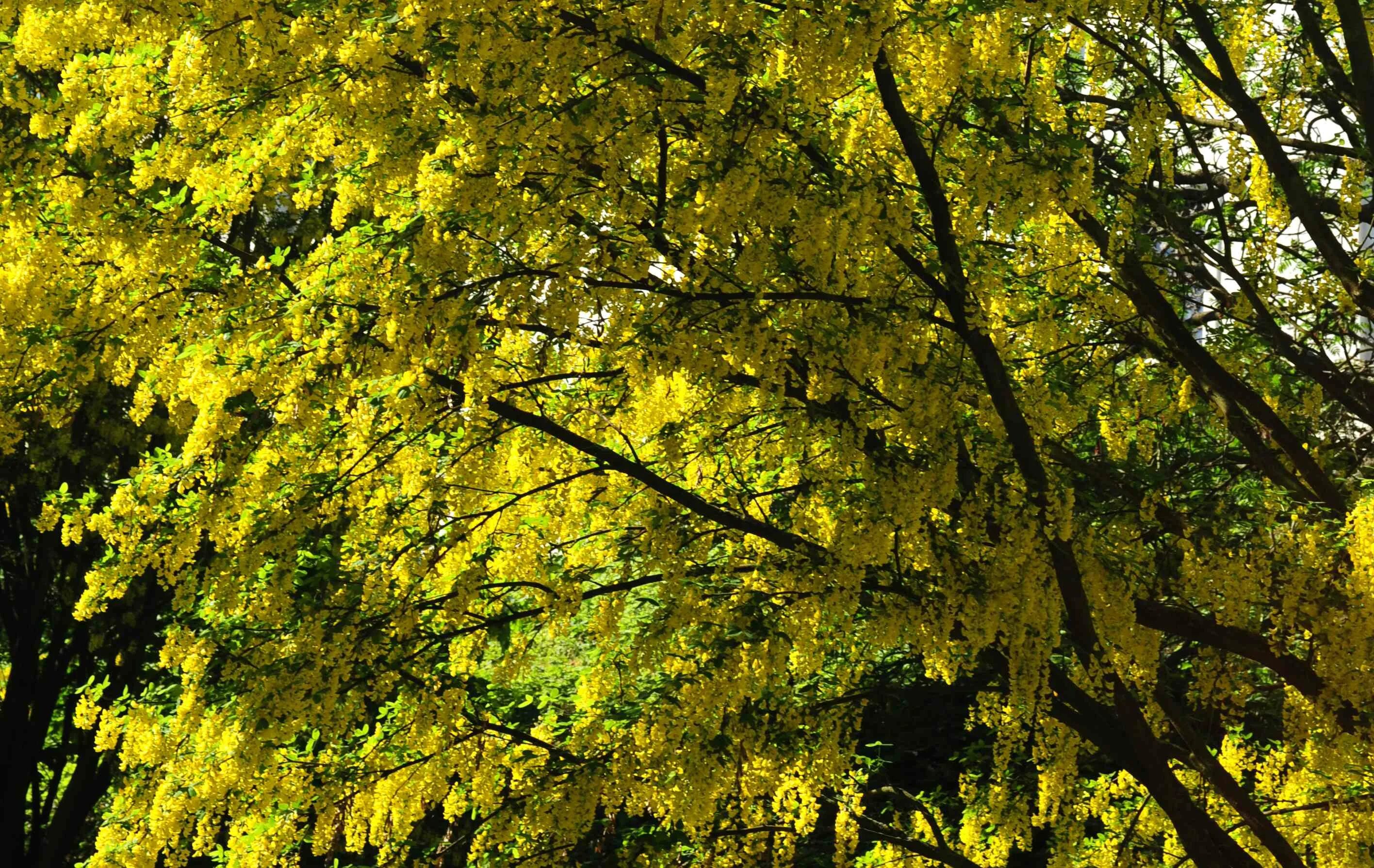Низкое дерево золотого цвета. Дерево золотое осыпается. Зелень дерево золото оформление. Зелень дерево золото стенд. Golden tree