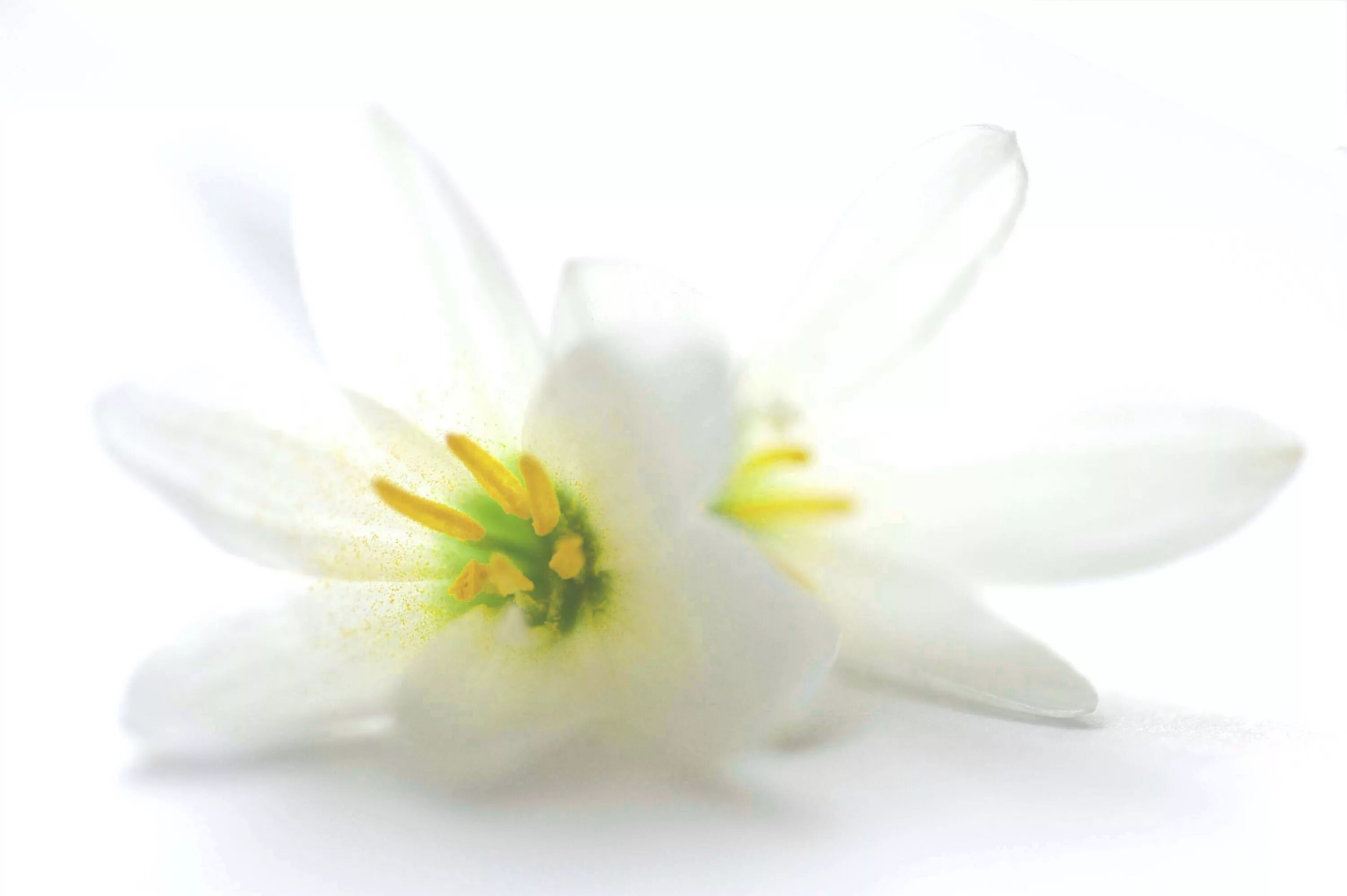 Цветок с белыми кисточками. Белые вытянутые цветы. Spathiphyllum sp. Вытянутые цветы. Белые колокольчики цветы.