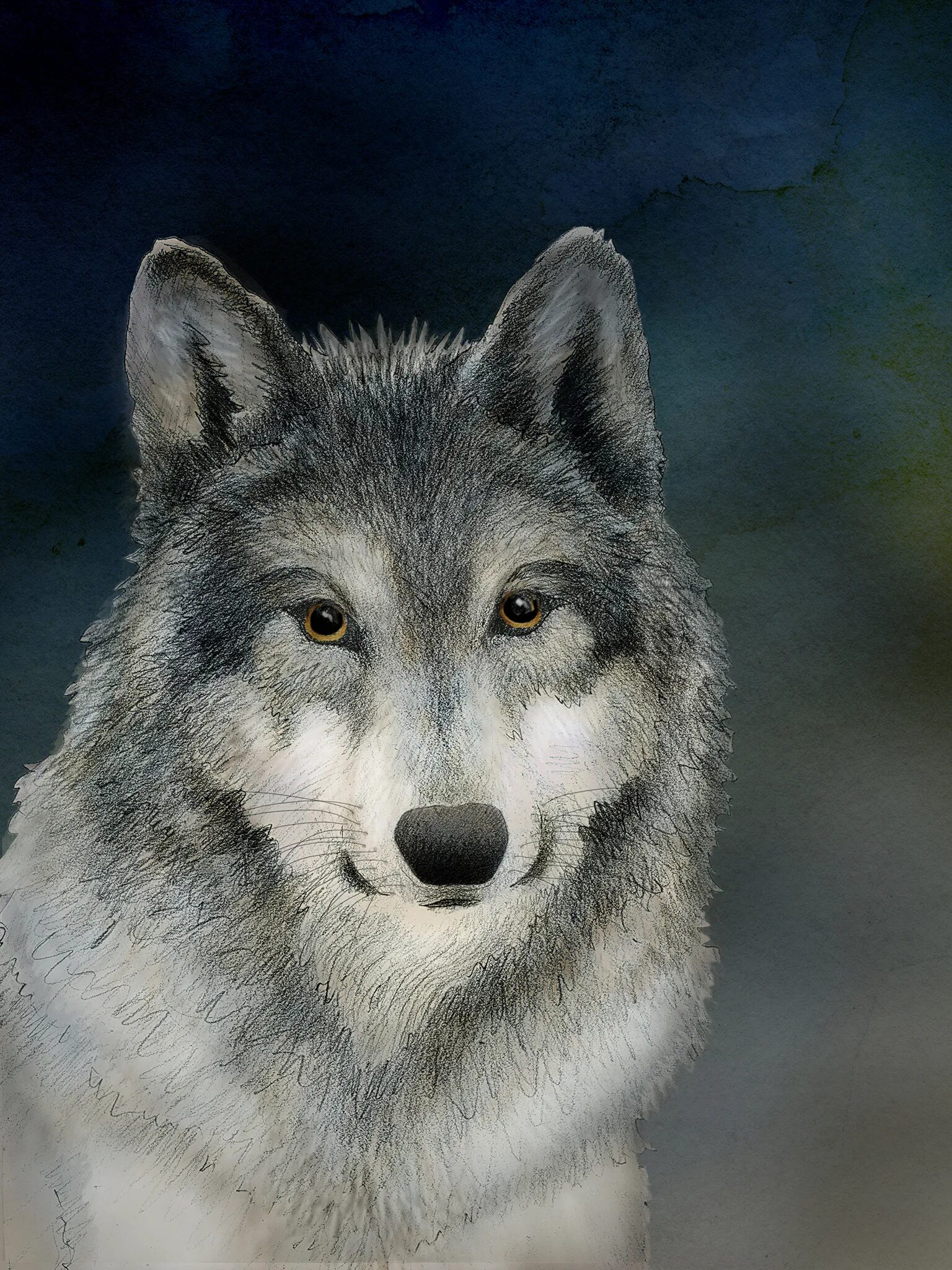 Фото волков. Зубарев волк. Волк в снегу. Андрей зубарев хоккеист. Захар зубарев.