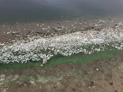 Рыба цаца цимлянская