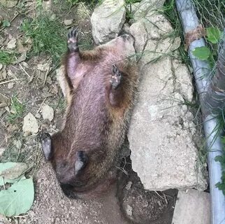 Капаться