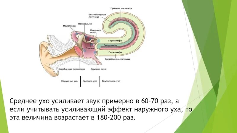 Чувствительные уши к звукам. Функции слухового анализатора. Слуховой анализатор наружное ухо функции. Слуховой анализатор среднее ухо. Возрастные особенности слухового анализатора.