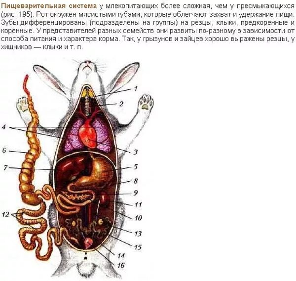 Внутреннее строение кролика рис 188. Схемы строения пищеварительной системы млекопитающих кролика. Внутренние органы кролика биология 7 класс. Внутреннее строение кролика самки. Внутреннее строение кролика