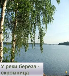 Белое озеро береза