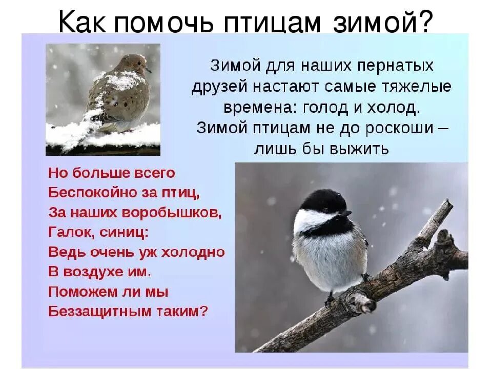 Как помочь животным в зимнее время текст. Статья на тему зима. статья как помочь птицам зимой. как ты помогаешь птицам зимой. сочинение на тему птицы зимой.