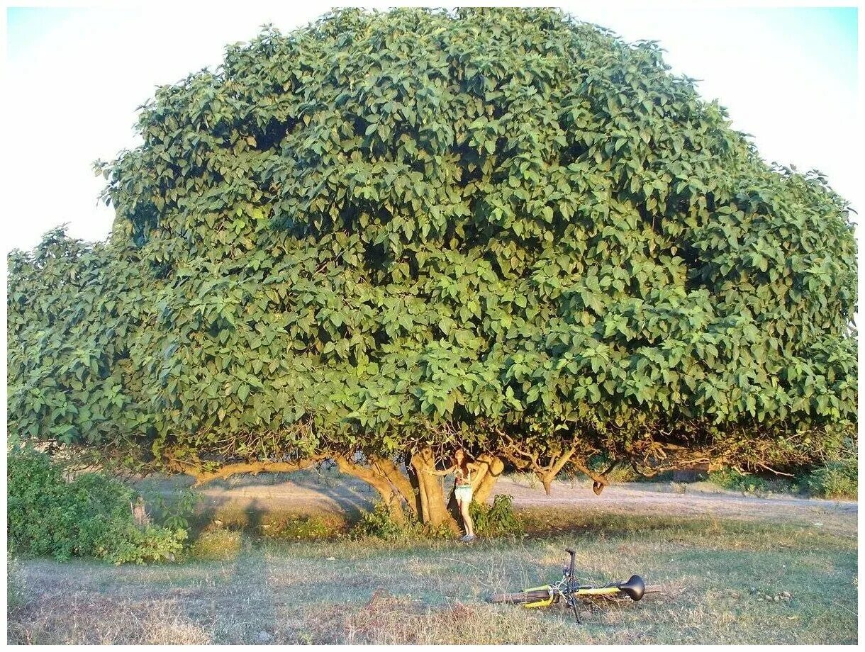 Смоковница фиговое дерево. Инжир фиговое дерево. Инжир фиговое дерево смоковница. Фикус Карика.