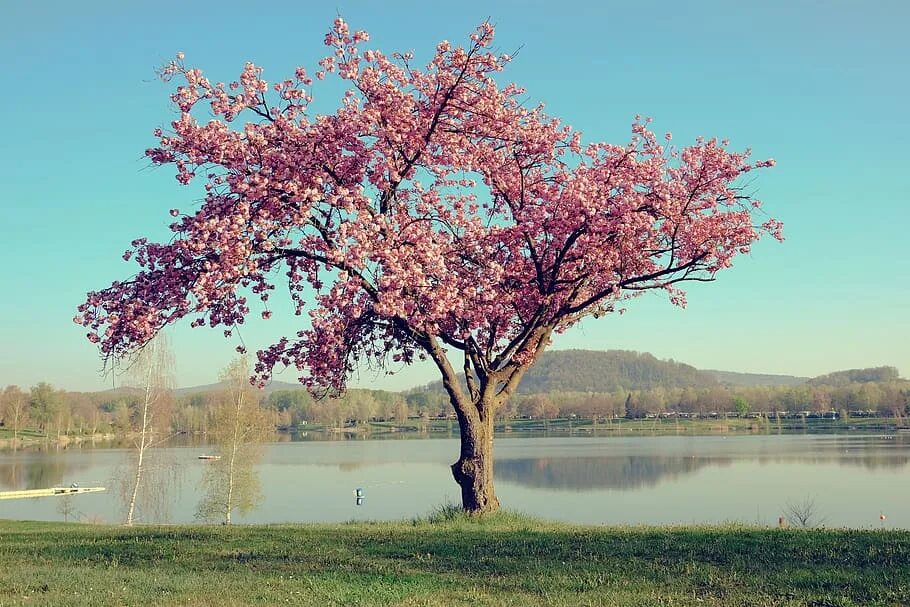 Big blossom. Черри блоссом дерево. Сакура черри блоссом дерево. Яблоня черри блоссом. Рост Сакуры дерева.