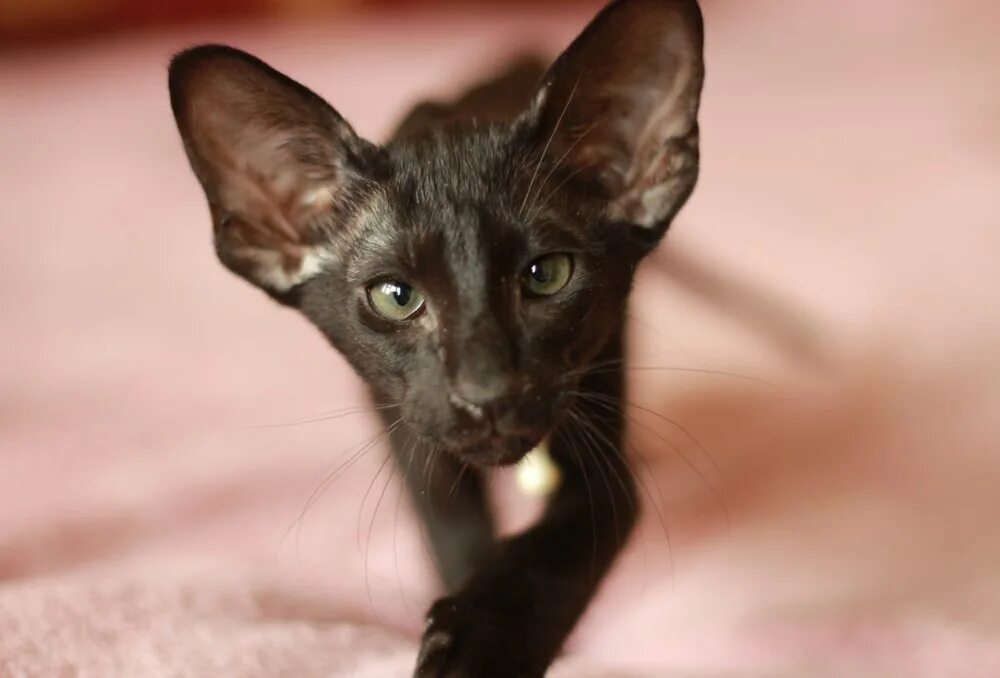 Рассмотрите фотографии кошки породы ориентальная. Ориентальная кошка (Ориентал). Черный ориентальный кот. Ориентальная кошка черная котенок. Ориентальная короткошерстная кошка.