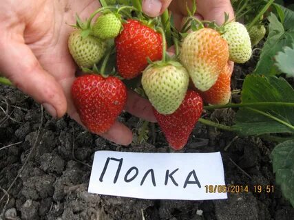 Питомник земляника