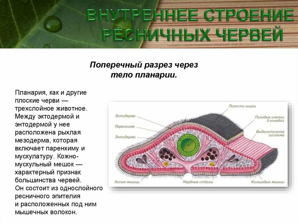 Молочная планария кожно мускульный мешок. Поперечный срез плоских червей. Строение кожно мускульного мешка плоских червей. Плоские черви эктодерма энтодерма мезодерма.