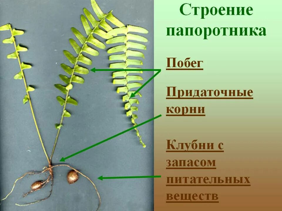 Щитовник папоротник корневище. Вайи и корневище папоротника. Главный корень папоротника. Папоротник щитовник мужской строение. Строение вайи папоротника.