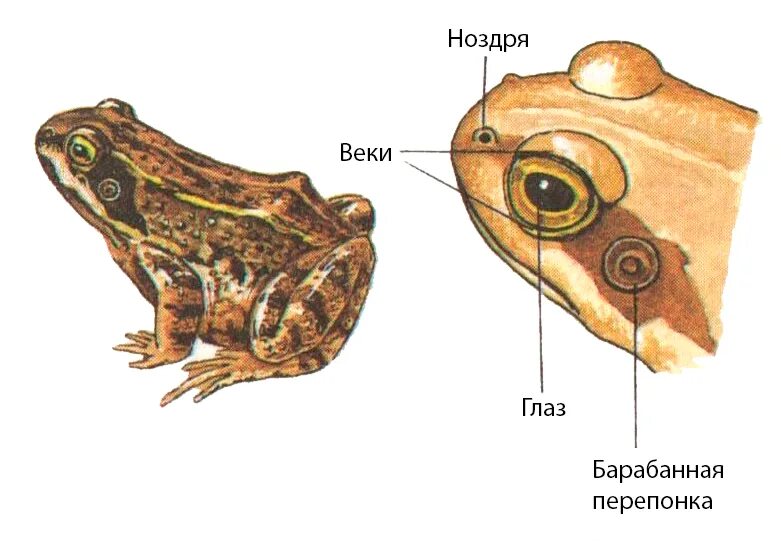 Приспособление лягушки к жизни. Приспособления земноводных. Приспособления земноводных к среде обитания. Черты приспособления земноводных. Черты приспособленности к среде земноводных.