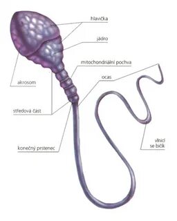Бүйірінде серпімділігі жоқ эротикалық трусиктер