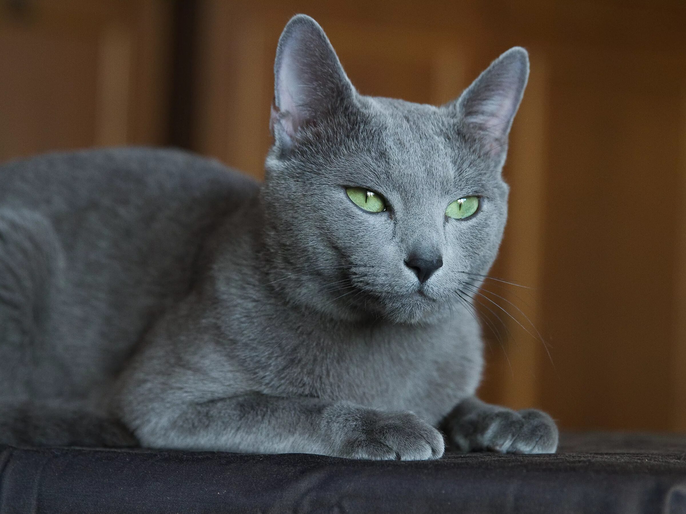 Порода кошек русская голубая. Сибирский голубая кошка короткошерстная. Кошка Сибирская голубая гладкошерстная. Картезианская кошка голубая.