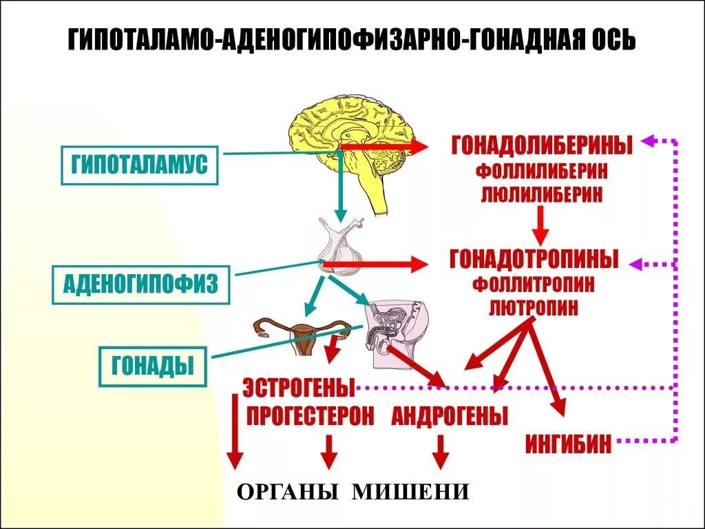 Дисфункция гормонов. Функциональная ось гипоталамус-гипофиз-гонады. Регуляторные гормоны гипоталамо-гипофизарной системы.. Половые гормоны женщины физиология. Гормональная регуляция мужских половых желез.