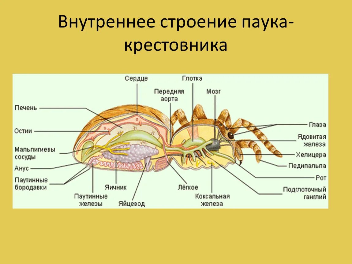 Паукообразные схема. Класс паукообразные паук внутреннее строение. Паук рисунок внутреннее и внешнее строение. Класс паукообразные строение паука 7 класс. Внешнее и внутреннее строение паукообразных 7 класс.