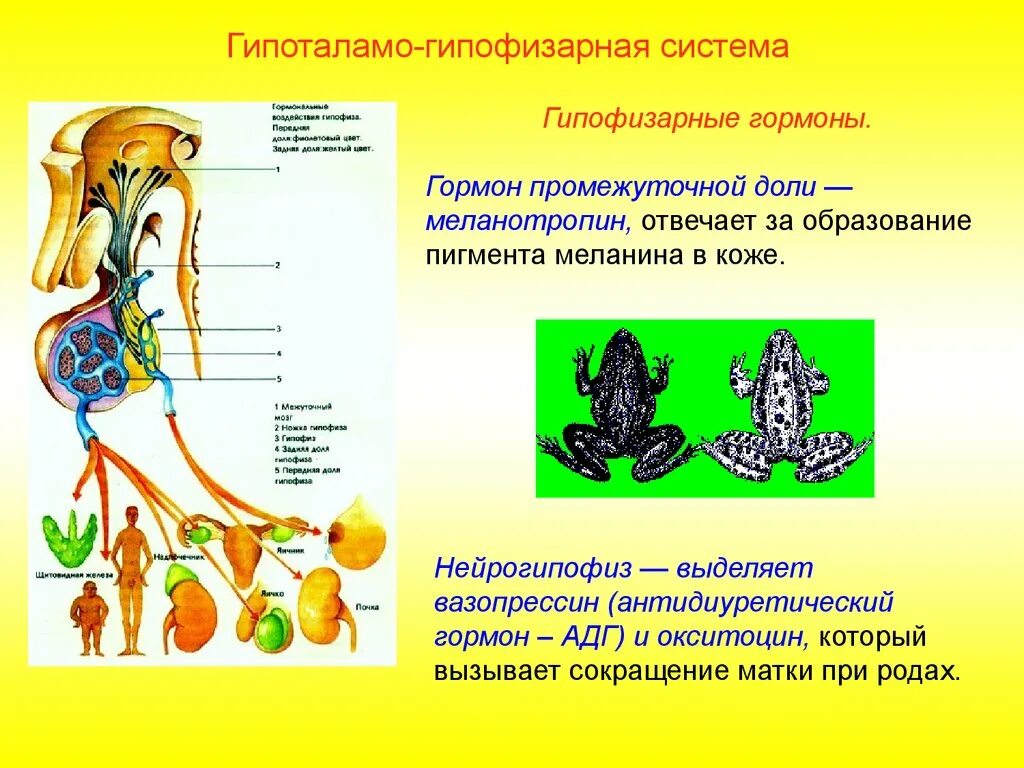 Функции железа у животных. Гормоны гипоталамо-гипофизарной системы. органы эндокринной системы животных. эндокринные железы животных. эндокринная система коровы.