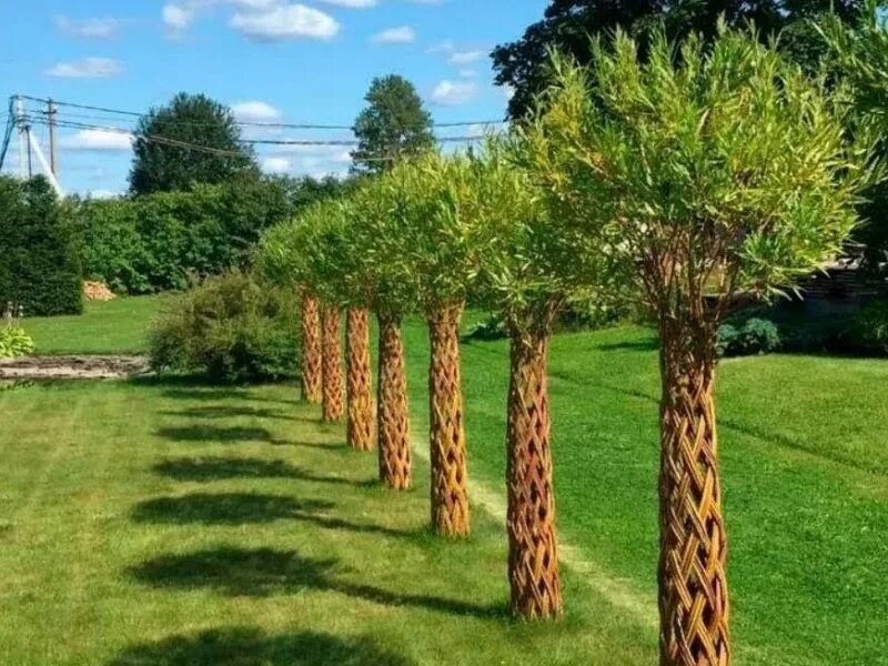 Плетёная ива пальма. Ива плетеная датские корни. Ива плетеная живая. Плетеный куст ивы. Плетёная ива пальма.