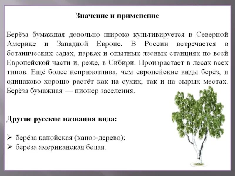 Применение березы. Берёза бумажная. Использование березы человеком. Как береза используется людьми