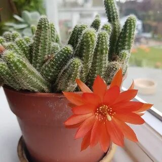 Какие кактусы цветущие