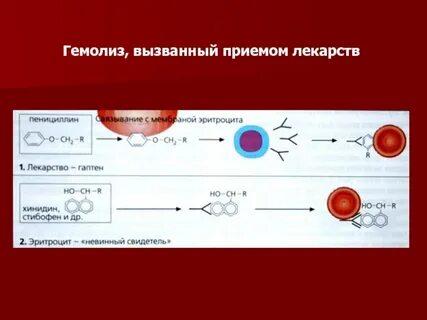 Вид гемолиза происходит в результате
