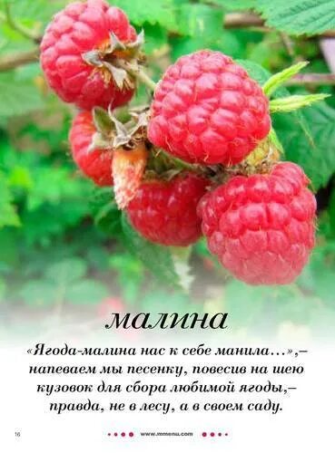 Высказывания про малину. Ягода малина текст. Цитаты про малину. Текст песни ягода Малика. Ягодка малинка песня слушать русская