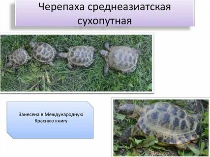 Международная красная книга животных черепаха