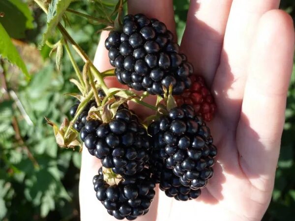 Ежевика агатовая описание сорта фото отзывы садоводов Ежевика сорта натчез характеристика найдено 90 фото