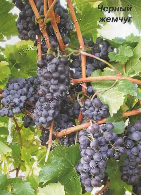 A Beginner's Guide to South African Wine