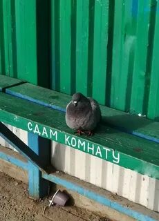 Голуби смешные картинки