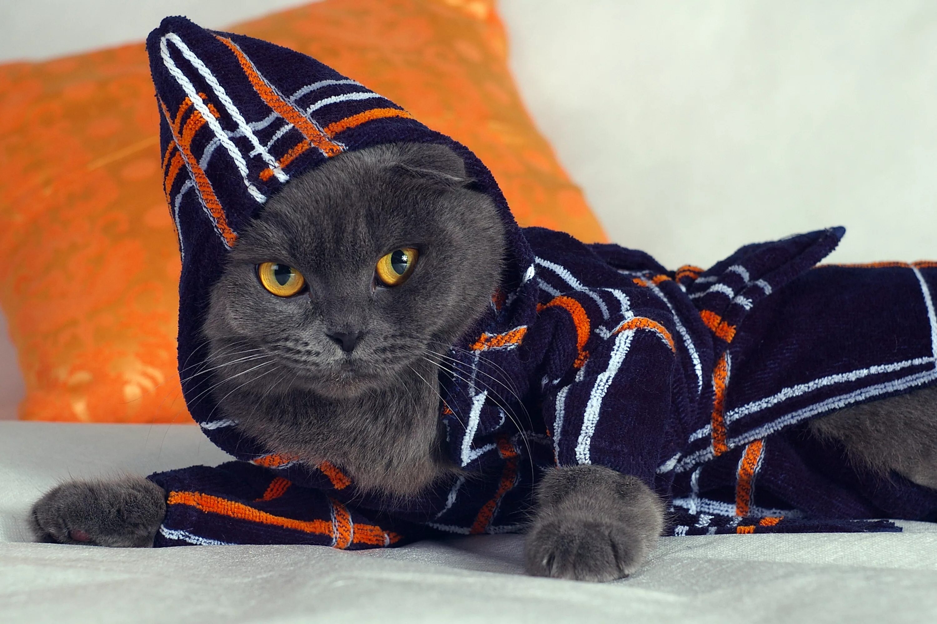 Кошка одевается. Одежда для кошек. кот в костюме. кот в одежде. кошка в одежке.