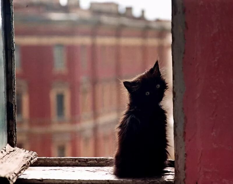 Город где ждут. Одинокий кот. Одинокий котенок. Одиночество котенок. Грустный одинокий кот.