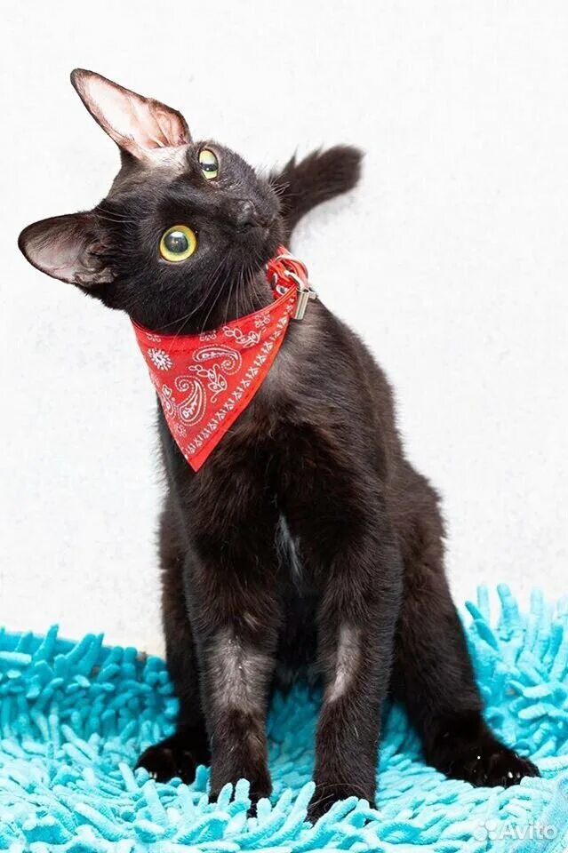 Глухой котенок. Глухой котенок