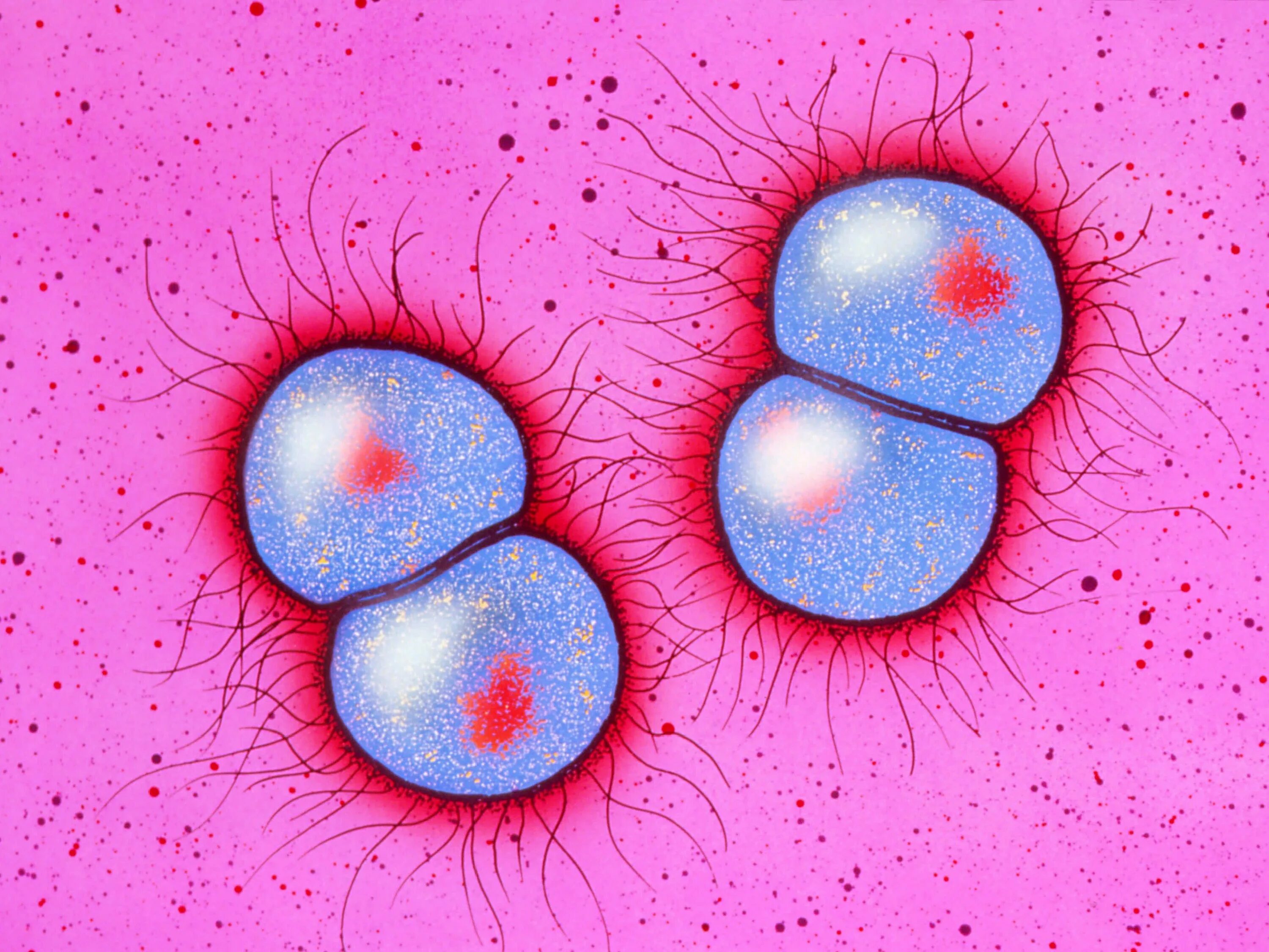 Chlamydia trachomatis neisseria gonorrhoeae. Neisseria gonorrhoeae возбудитель гонореи. Neisseria gonorrhoeae микроорганизмов.