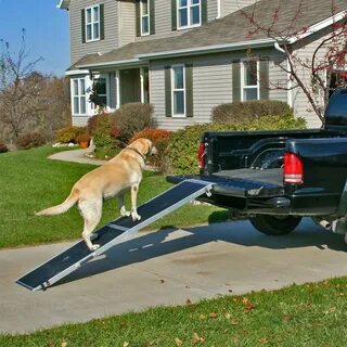 Extra dog